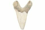 Cretaceous Ginsu Shark (Cretoxyrhina) Tooth - Kansas #211749-1